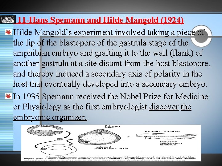 11 -Hans Spemann and Hilde Mangold (1924) Hilde Mangold’s experiment involved taking a piece