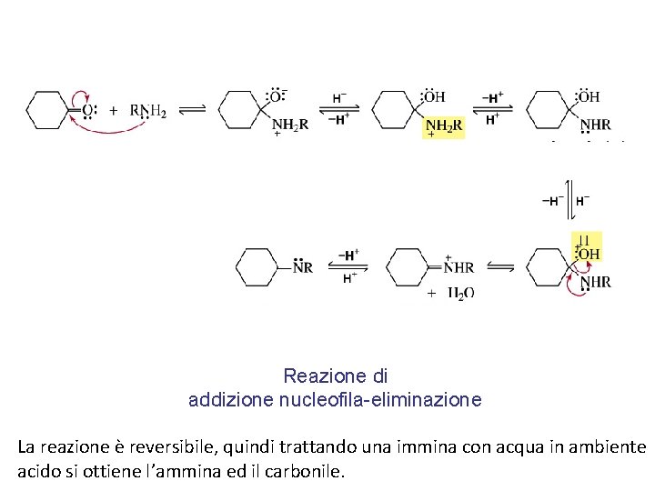 Reazione di addizione nucleofila-eliminazione La reazione è reversibile, quindi trattando una immina con acqua