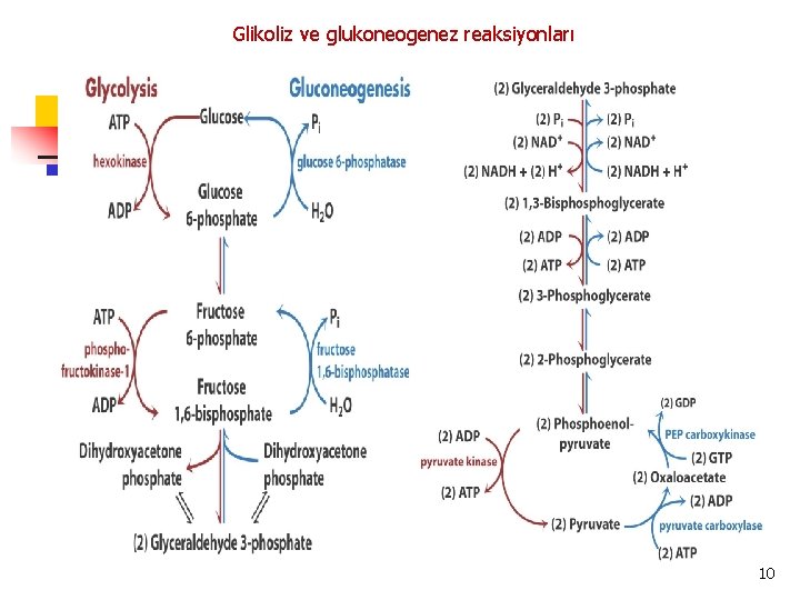 Glikoliz ve glukoneogenez reaksiyonları 10 