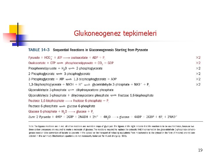 Glukoneogenez tepkimeleri 19 