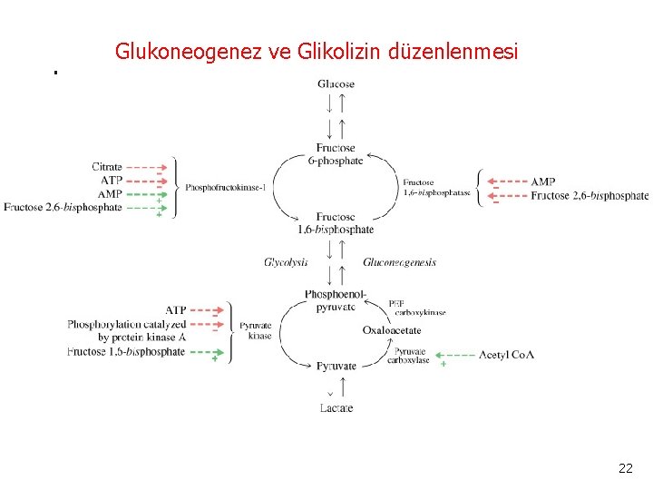 Glukoneogenez ve Glikolizin düzenlenmesi 22 