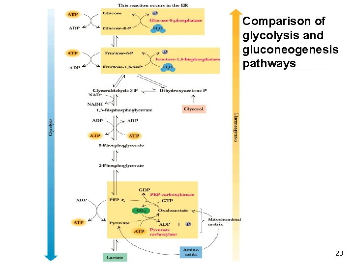 Comparison of glycolysis and gluconeogenesis pathways 23 