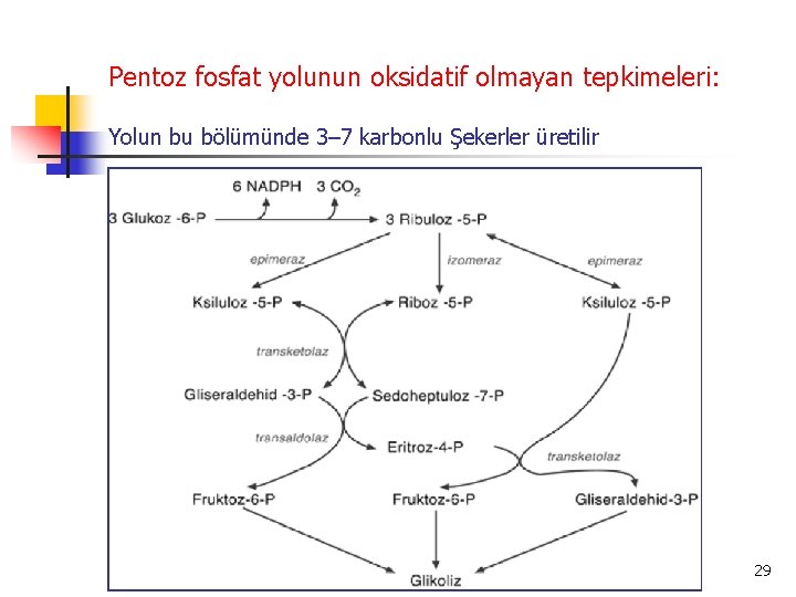 Pentoz fosfat yolunun oksidatif olmayan tepkimeleri: Yolun bu bölümünde 3– 7 karbonlu Şekerler üretilir