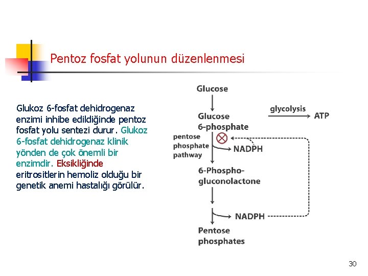 Pentoz fosfat yolunun düzenlenmesi Glukoz 6 -fosfat dehidrogenaz enzimi inhibe edildiğinde pentoz fosfat yolu
