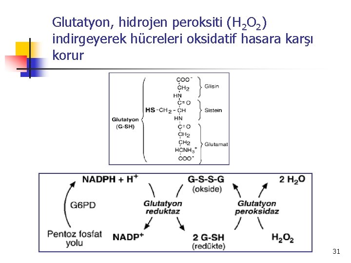 Glutatyon, hidrojen peroksiti (H 2 O 2) indirgeyerek hücreleri oksidatif hasara karşı korur 31
