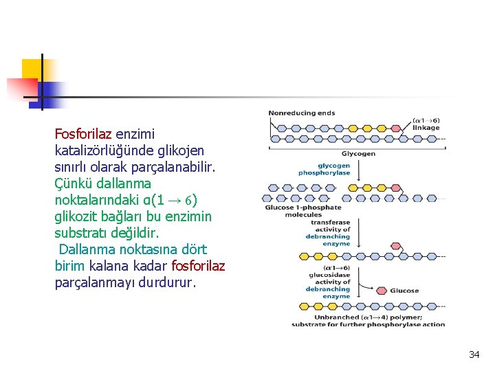 Fosforilaz enzimi katalizörlüğünde glikojen sınırlı olarak parçalanabilir. Çünkü dallanma noktalarındaki α(1 → 6) glikozit