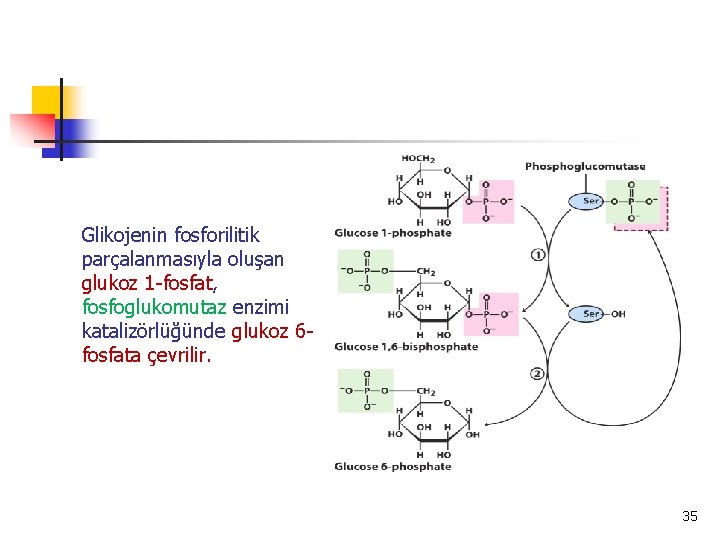 Glikojenin fosforilitik parçalanmasıyla oluşan glukoz 1 -fosfat, fosfoglukomutaz enzimi katalizörlüğünde glukoz 6 fosfata çevrilir.