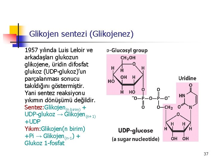 Glikojen sentezi (Glikojenez) 1957 yılında Luis Leloir ve arkadaşları glukozun glikojene, üridin difosfat glukoz