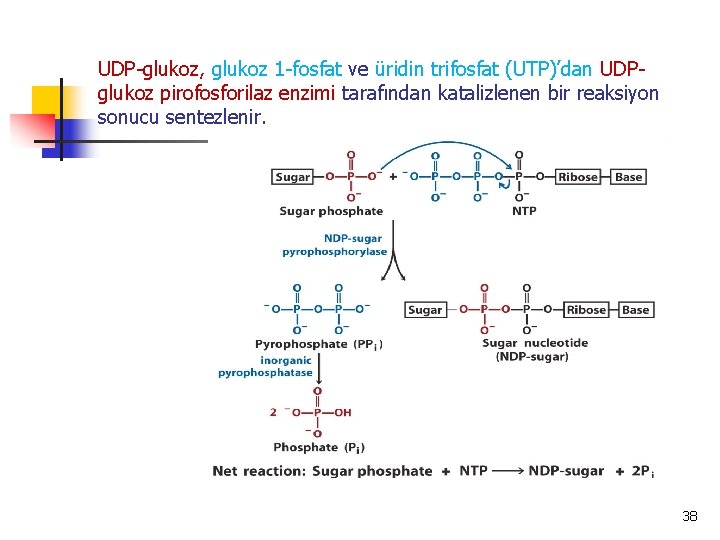 UDP-glukoz, glukoz 1 -fosfat ve üridin trifosfat (UTP)’dan UDPglukoz pirofosforilaz enzimi tarafından katalizlenen bir