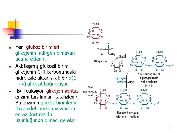 n n n Yeni glukoz birimleri glikojenin indirgen olmayan ucuna eklenir. Aktifleşmiş glukozil birimi