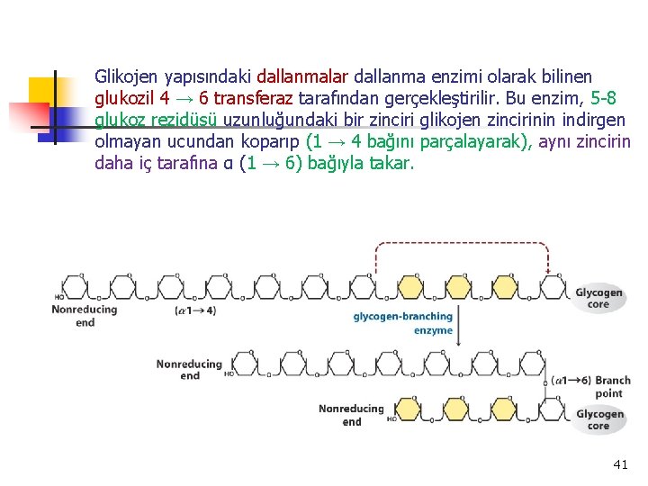 Glikojen yapısındaki dallanmalar dallanma enzimi olarak bilinen glukozil 4 → 6 transferaz tarafından gerçekleştirilir.