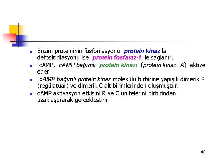 n n Enzim proteininin fosforilasyonu protein kinaz la defosforilasyonu ise protein fosfataz-1 le sağlanır.