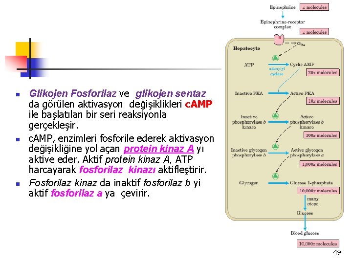 n n n Glikojen Fosforilaz ve glikojen sentaz da görülen aktivasyon değişiklikleri c. AMP