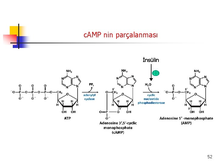 c. AMP nin parçalanması İnsülin 52 