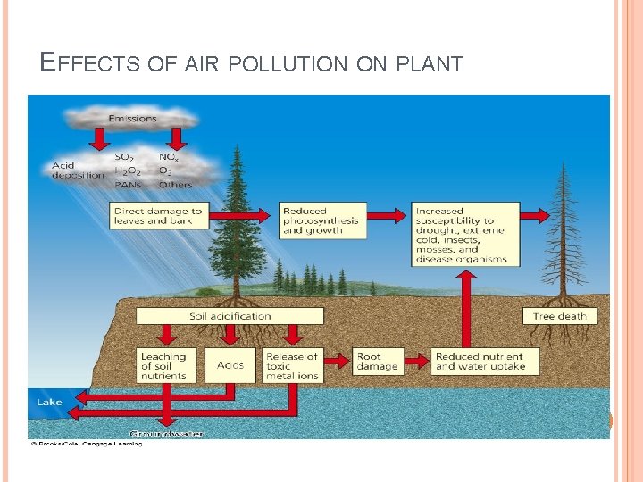 EFFECTS OF AIR POLLUTION ON PLANT 