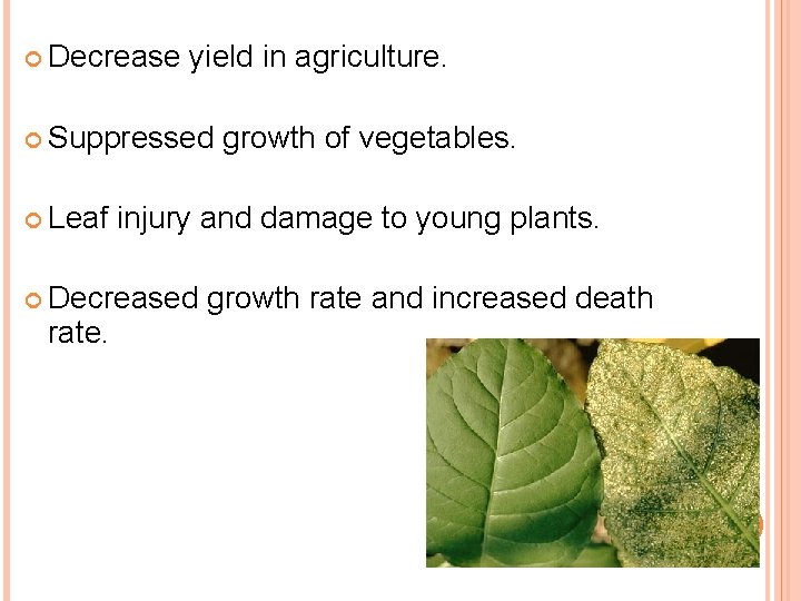  Decrease yield in agriculture. Suppressed Leaf injury and damage to young plants. Decreased