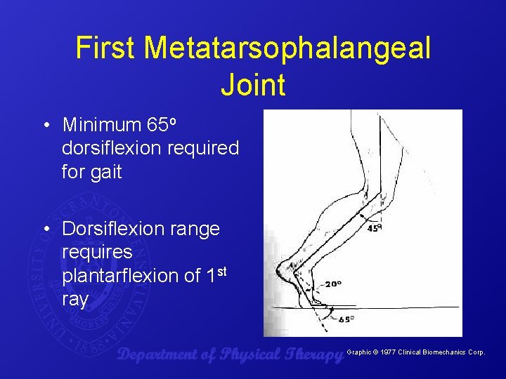 First Metatarsophalangeal Joint • Minimum 65 o dorsiflexion required for gait • Dorsiflexion range