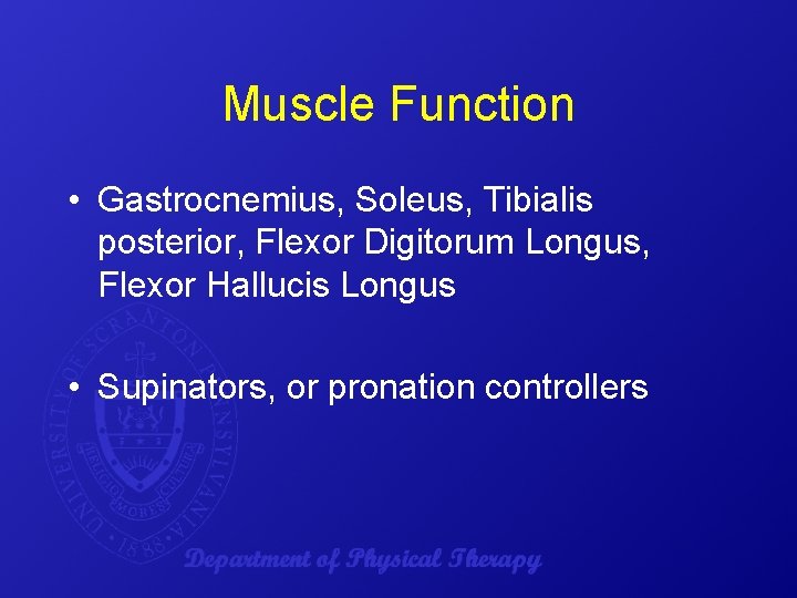 Muscle Function • Gastrocnemius, Soleus, Tibialis posterior, Flexor Digitorum Longus, Flexor Hallucis Longus •