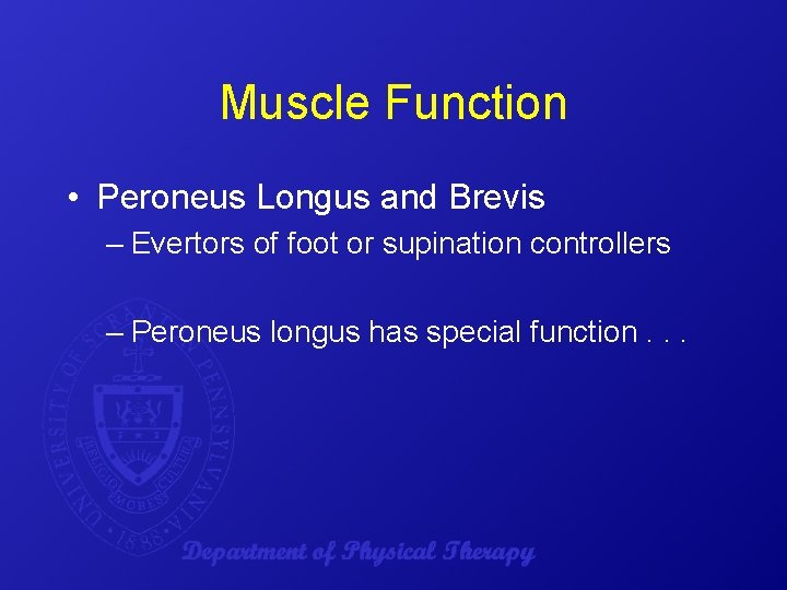 Muscle Function • Peroneus Longus and Brevis – Evertors of foot or supination controllers