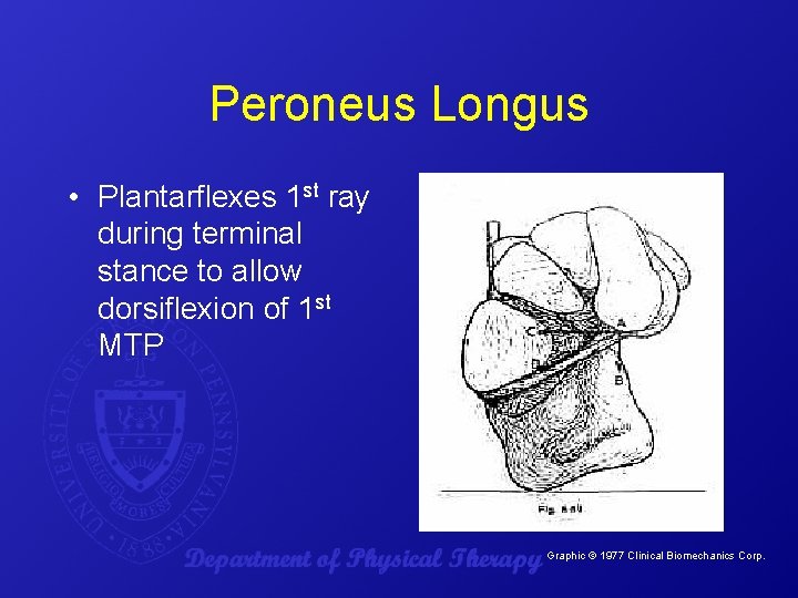 Peroneus Longus • Plantarflexes 1 st ray during terminal stance to allow dorsiflexion of
