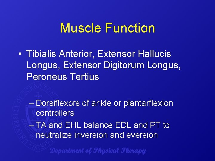 Muscle Function • Tibialis Anterior, Extensor Hallucis Longus, Extensor Digitorum Longus, Peroneus Tertius –