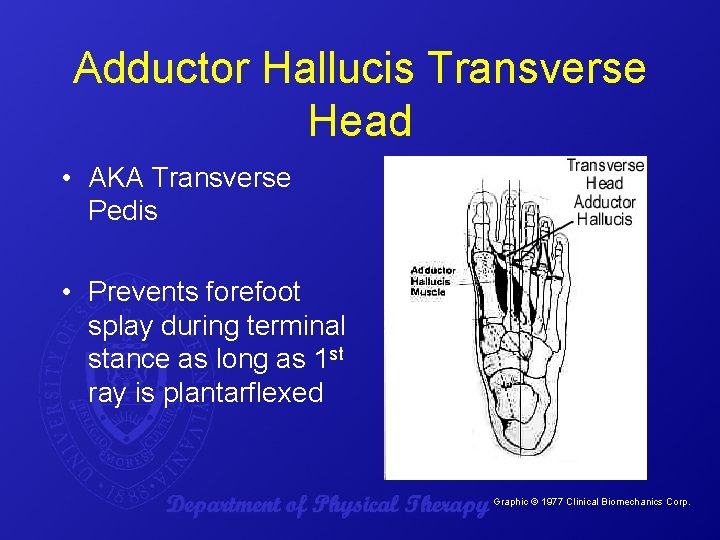 Adductor Hallucis Transverse Head • AKA Transverse Pedis • Prevents forefoot splay during terminal