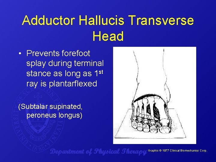 Adductor Hallucis Transverse Head • Prevents forefoot splay during terminal stance as long as