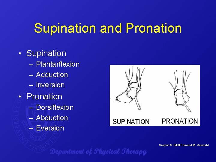 Supination and Pronation • Supination – Plantarflexion – Adduction – inversion • Pronation –