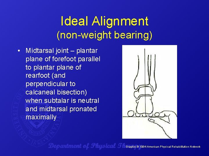 Ideal Alignment (non-weight bearing) • Midtarsal joint – plantar plane of forefoot parallel to