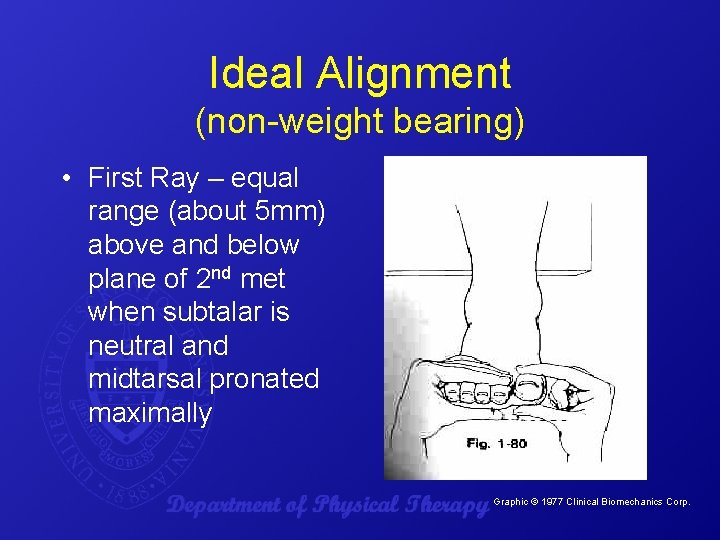 Ideal Alignment (non-weight bearing) • First Ray – equal range (about 5 mm) above