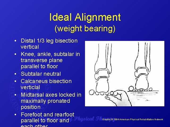 Ideal Alignment (weight bearing) • Distal 1/3 leg bisection vertical • Knee, ankle, subtalar