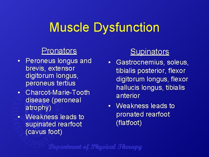 Muscle Dysfunction Pronators • Peroneus longus and brevis, extensor digitorum longus, peroneus tertius •