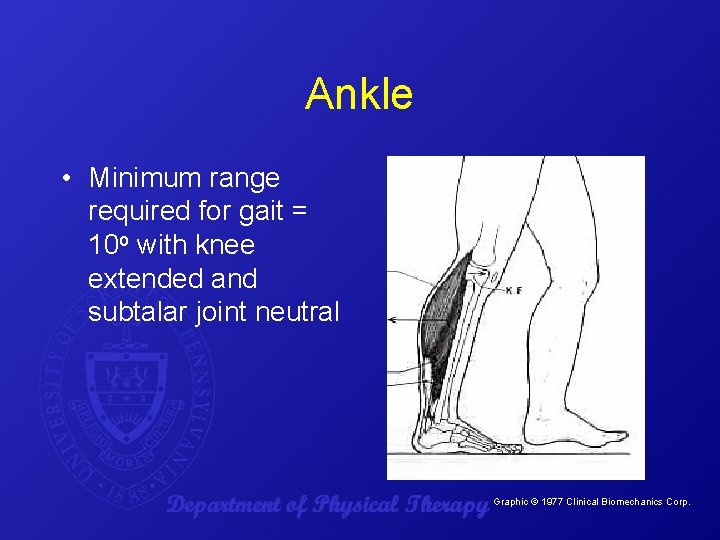 Ankle • Minimum range required for gait = 10 o with knee extended and