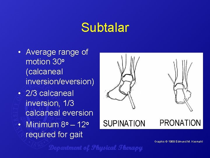 Subtalar • Average range of motion 30 o (calcaneal inversion/eversion) • 2/3 calcaneal inversion,