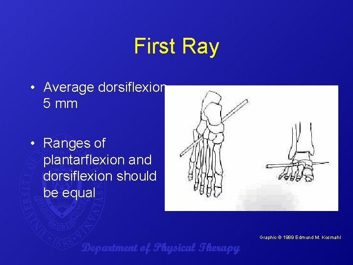 First Ray • Average dorsiflexion 5 mm • Ranges of plantarflexion and dorsiflexion should