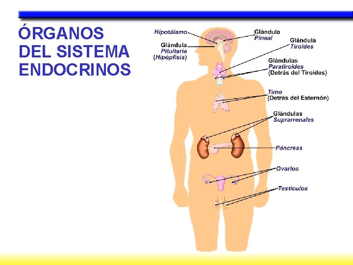 ÓRGANOS DEL SISTEMA ENDOCRINOS 