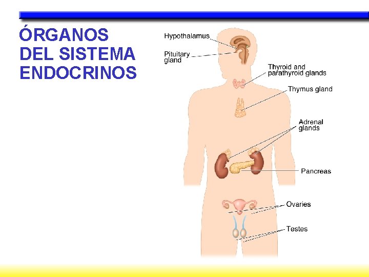 ÓRGANOS DEL SISTEMA ENDOCRINOS 