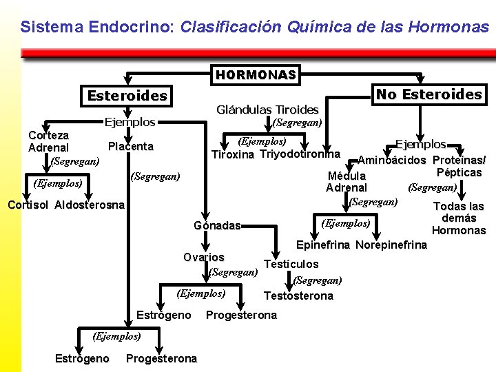 Sistema Endocrino: Clasificación Química de las Hormonas HORMONAS No Esteroides Glándulas Tiroides (Segregan) Ejemplos