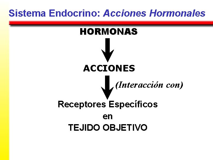 Sistema Endocrino: Acciones Hormonales HORMONAS ACCIONES (Interacción con) Receptores Específicos en TEJIDO OBJETIVO 