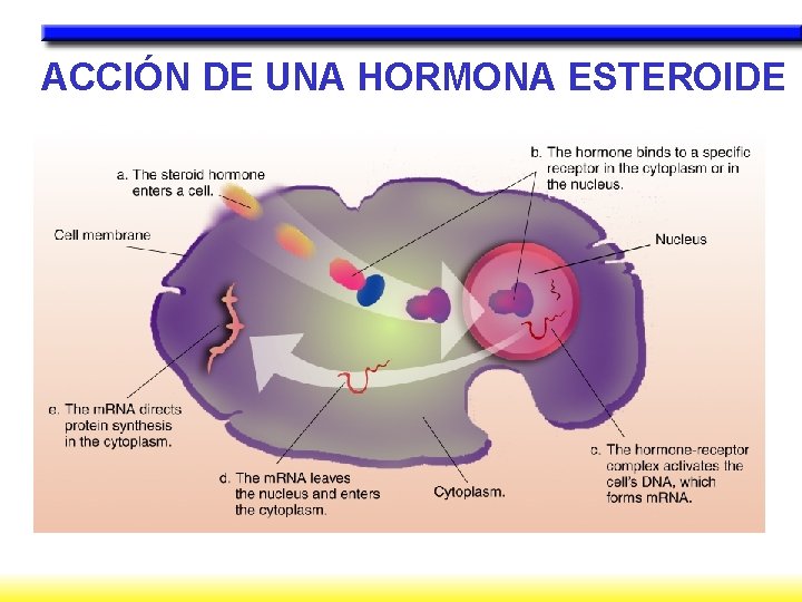 ACCIÓN DE UNA HORMONA ESTEROIDE 