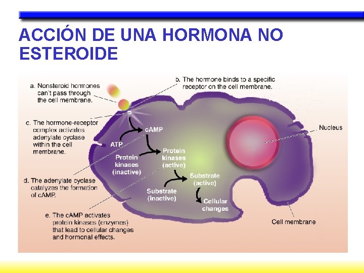 ACCIÓN DE UNA HORMONA NO ESTEROIDE 