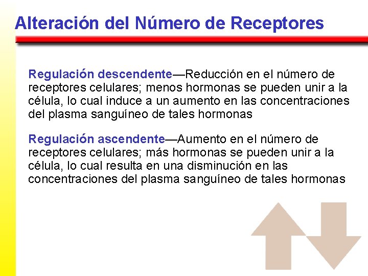 Alteración del Número de Receptores Regulación descendente—Reducción en el número de receptores celulares; menos