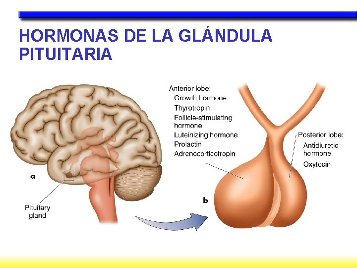 HORMONAS DE LA GLÁNDULA PITUITARIA 