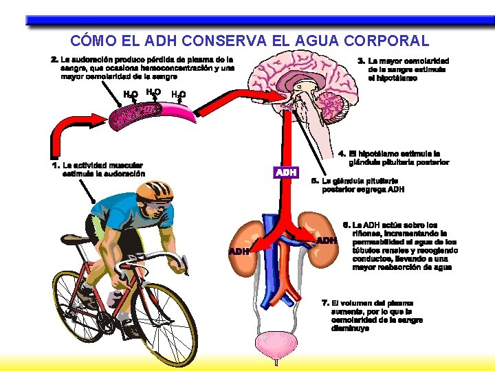 CÓMO EL ADH CONSERVA EL AGUA CORPORAL 