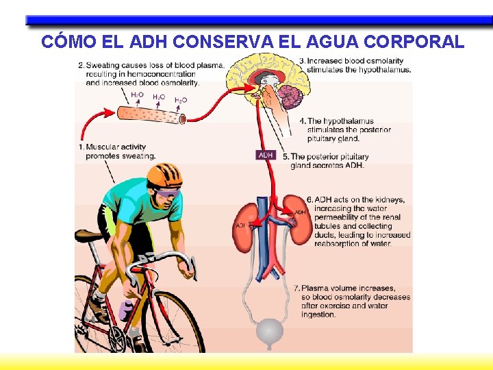 CÓMO EL ADH CONSERVA EL AGUA CORPORAL 