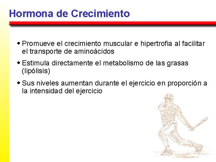 Hormona de Crecimiento w Promueve el crecimiento muscular e hipertrofia al facilitar el transporte
