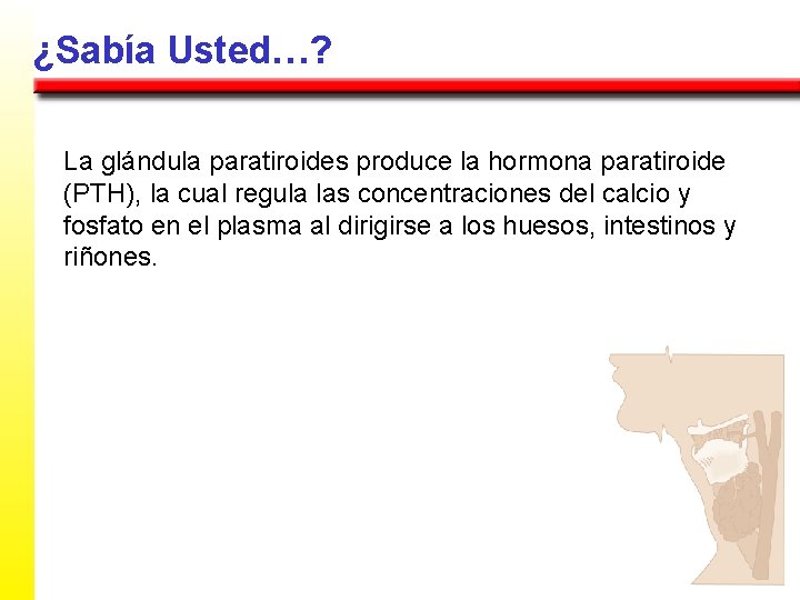 ¿Sabía Usted…? La glándula paratiroides produce la hormona paratiroide (PTH), la cual regula las