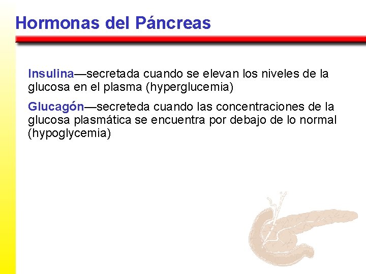 Hormonas del Páncreas Insulina—secretada cuando se elevan los niveles de la glucosa en el