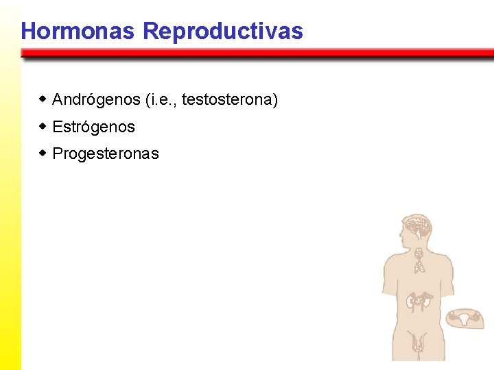 Hormonas Reproductivas w Andrógenos (i. e. , testosterona) w Estrógenos w Progesteronas 