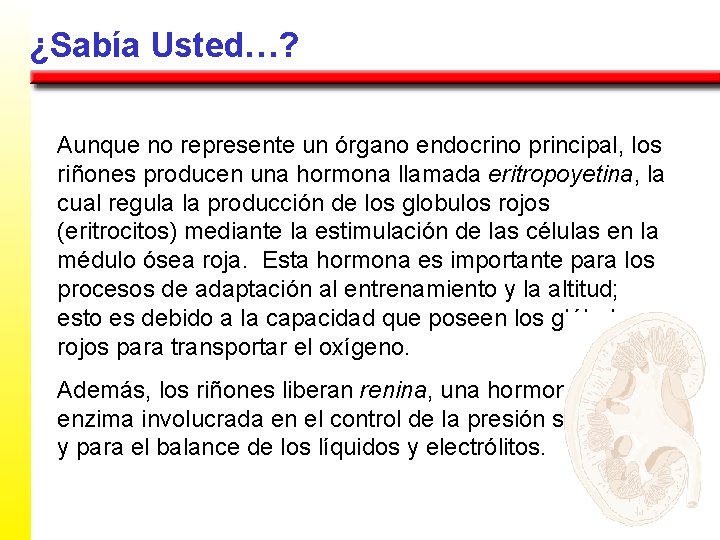 ¿Sabía Usted…? Aunque no represente un órgano endocrino principal, los riñones producen una hormona